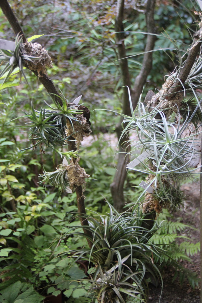 初めてのティランジア(Tillandsia)展 | 大阪の植物園-咲くやこの花館－