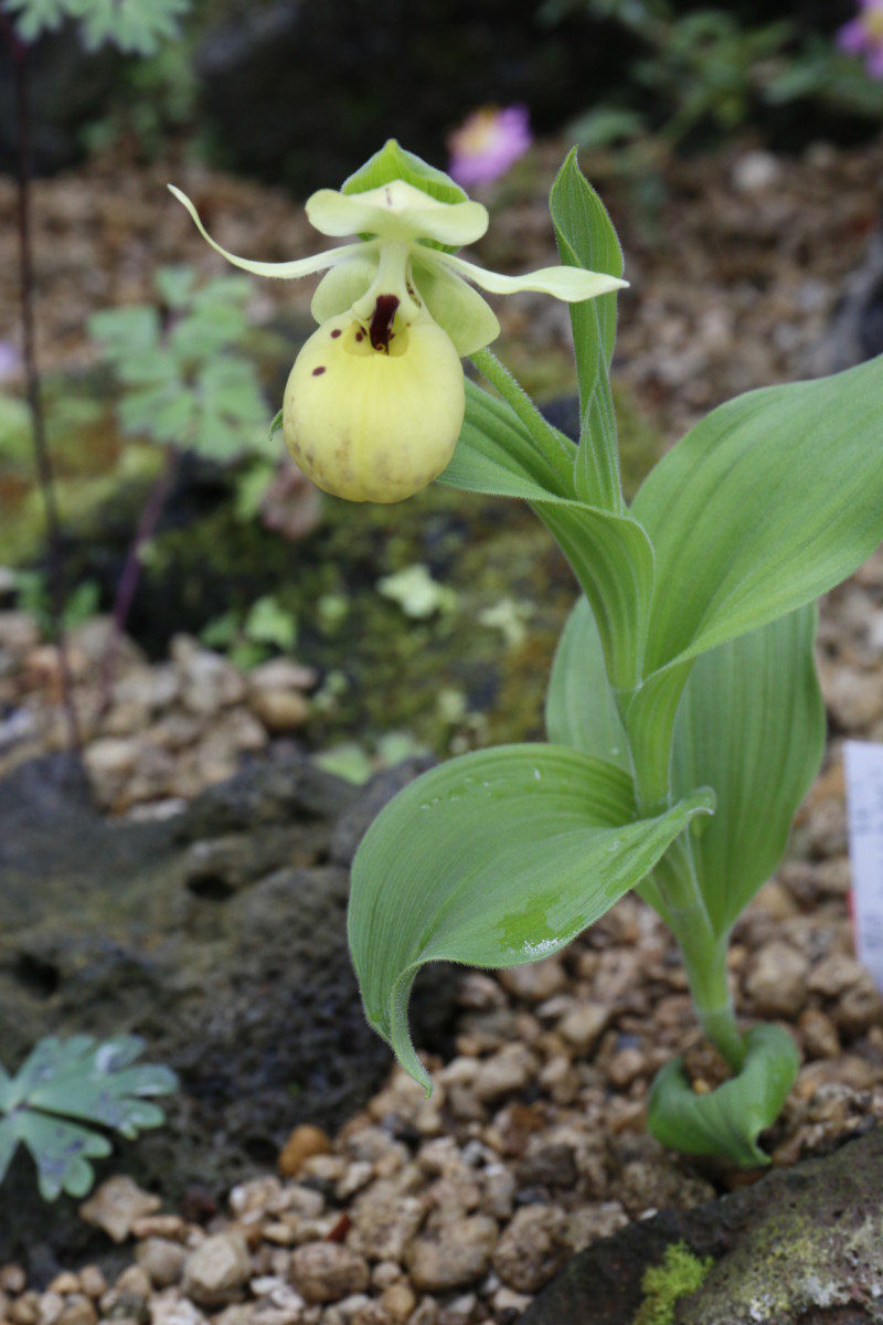 青いケシ 咲くやこの花館始まって以来の大群落に 大阪の植物園 咲くやこの花館