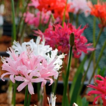 過去のイベント 大阪の植物園 咲くやこの花館