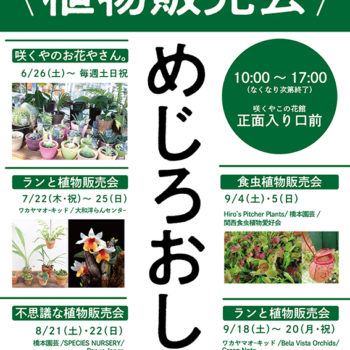 開催中のイベント 大阪の植物園 咲くやこの花館