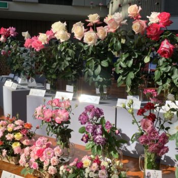 開催予定のイベント 大阪の植物園 咲くやこの花館