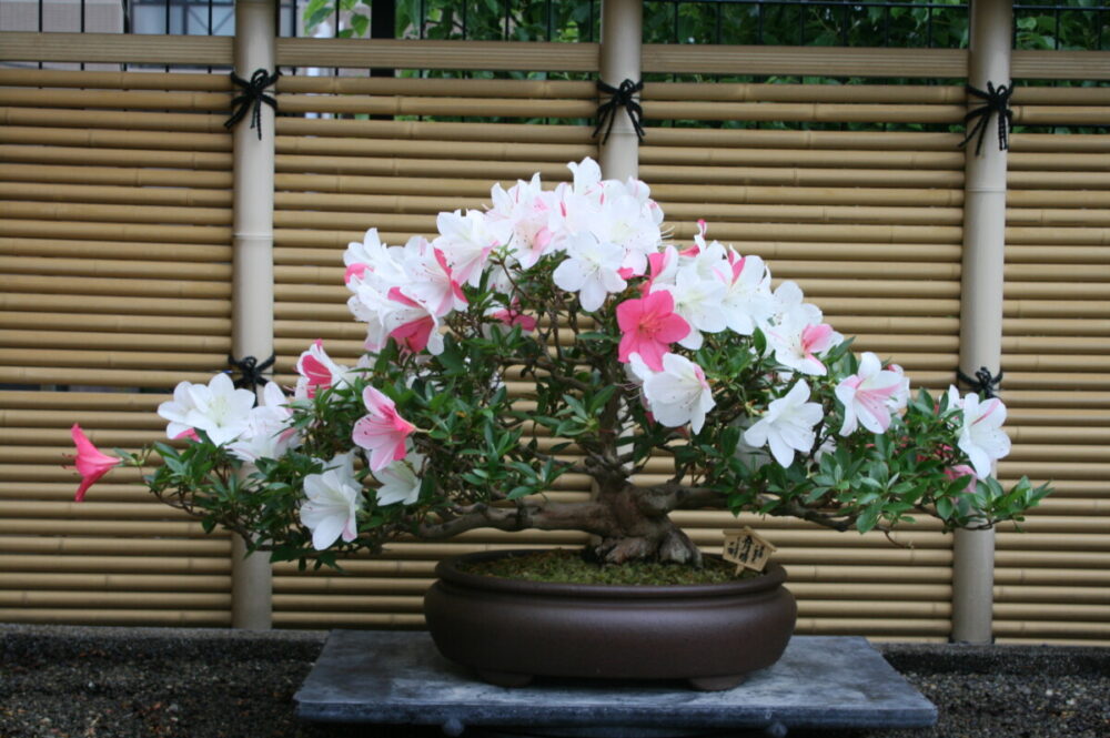 花季さつき展覧会 大阪の植物園 咲くやこの花館