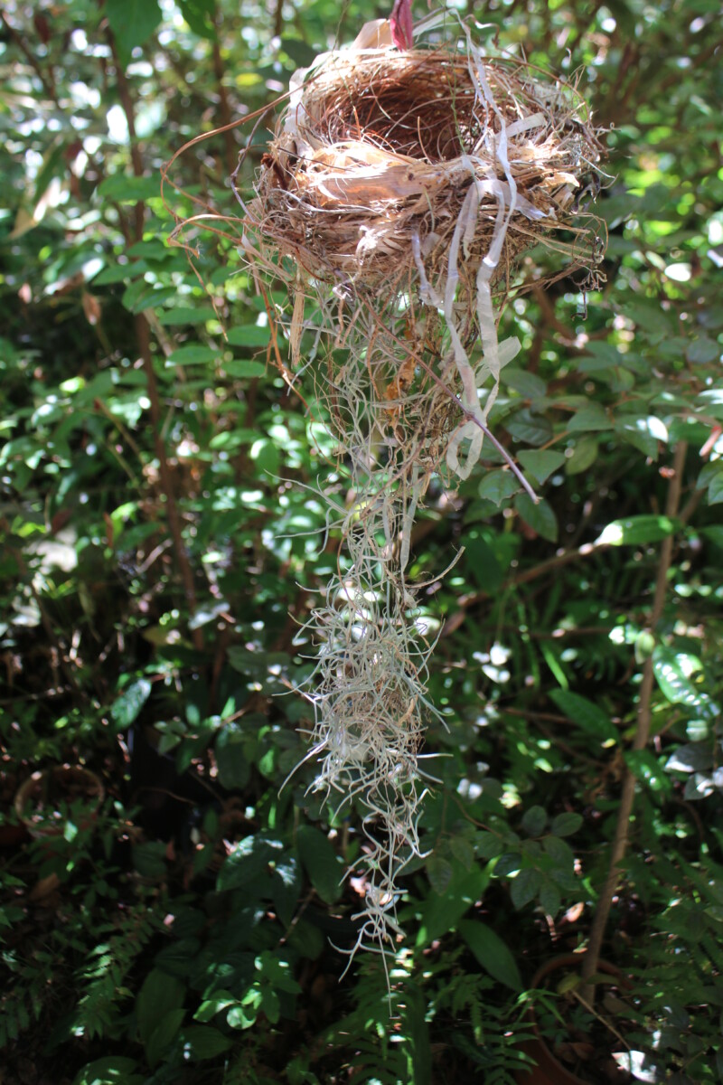 咲くやこの花館のヒヨドリはエアープランツ好き 大阪の植物園 咲くやこの花館